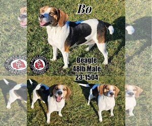 Beagle Dogs for adoption in Georgetown, KY, USA
