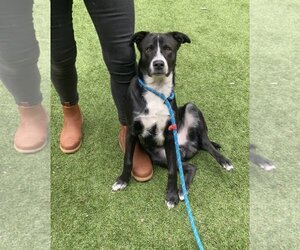 Border Collie-Unknown Mix Dogs for adoption in Paso Robles, CA, USA