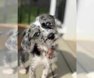 Border-Aussie Dogs for adoption in Fultonham, NY, USA
