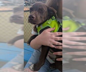 American Pit Bull Terrier-Unknown Mix Dogs for adoption in Ventura, CA, USA