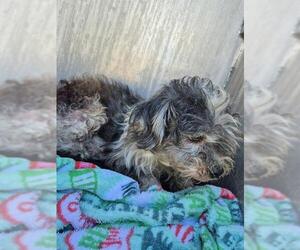 Mutt Dogs for adoption in San Antonio, TX, USA