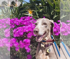 Weimaraner Dogs for adoption in  Ramona, CA, USA