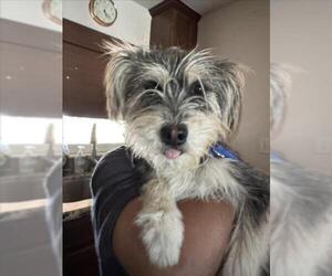 Miniature Schnauzer-Tibetan Terrier Mix Dogs for adoption in Rancho Cucamonga, CA, USA