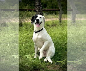 Pointer-Unknown Mix Dogs for adoption in Pleasanton, TX, USA