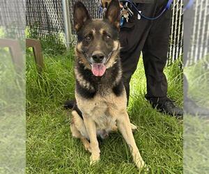 German Shepherd Dog Dogs for adoption in Camarillo, CA, USA