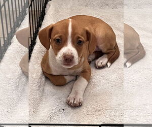 American Pit Bull Terrier-Unknown Mix Dogs for adoption in Polson, MT, USA