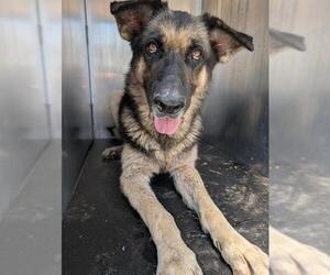 German Shepherd Dog-Unknown Mix Dogs for adoption in San Antonio, TX, USA