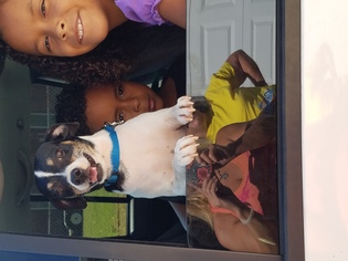 Rat Terrier Dogs for adoption in Decatur, AL, USA