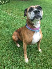 Boxer-Unknown Mix Dogs for adoption in Carroll, IA, USA