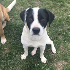 Labradinger Dogs for adoption in Brownsboro, AL, USA