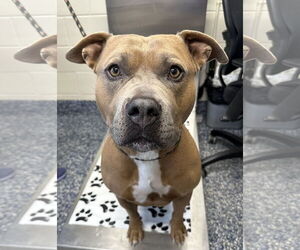 American Pit Bull Terrier Dogs for adoption in Jackson , NJ, USA