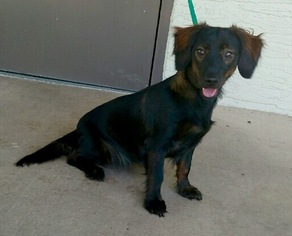 Dachshund-Unknown Mix Dogs for adoption in Palm Harbor, FL, USA