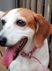 Beagle-Unknown Mix Dogs for adoption in Seminole, FL, USA