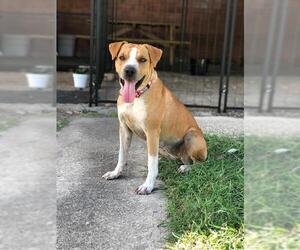 Mutt Dogs for adoption in San Antonio, TX, USA