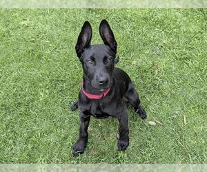 Great Dane-Unknown Mix Dogs for adoption in San Clemente, CA, USA