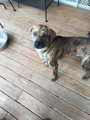 Boxer-Plott Hound Mix Dogs for adoption in Fond du Lac, WI, USA