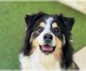 Australian Shepherd-Unknown Mix Dogs for adoption in Raleigh, NC, USA