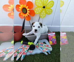 American Pit Bull Terrier-Unknown Mix Dogs for adoption in New London, WI, USA