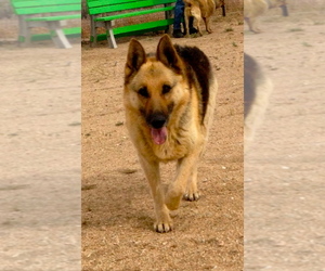 German Shepherd Dog Dogs for adoption in Lancaster, CA, USA