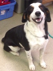 Beagle-Border Collie Mix Dogs for adoption in Valley Falls, KS, USA