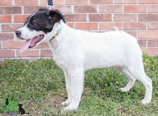 Medium Photo #1 Border Collie-Unknown Mix Puppy For Sale in savannah, GA, USA