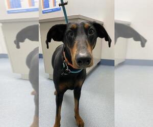 Doberman Pinscher Dogs for adoption in Elgin, IL, USA