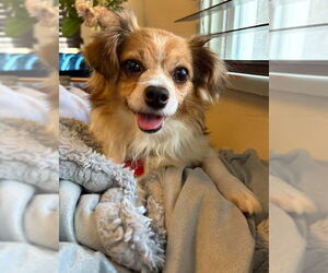 Chihuahua-Unknown Mix Dogs for adoption in San Diego, CA, USA