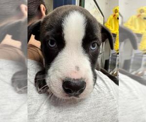 Huskies -Unknown Mix Dogs for adoption in Peoria, IL, USA