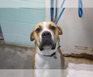 Boxer Dogs for adoption in Mountain Home, AR, USA