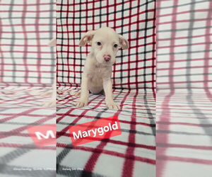 Labrador Retriever Dogs for adoption in Foristell, MO, USA