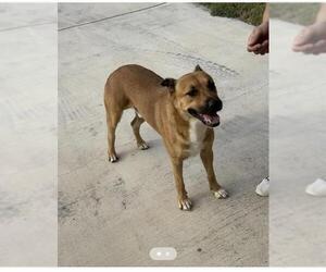 German Shepherd Dog-Unknown Mix Dogs for adoption in San Antonio, TX, USA