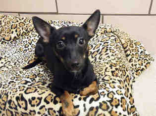 Miniature Pinscher Dogs for adoption in Fort Wayne, IN, USA