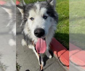 Siberian Husky Dogs for adoption in Woodland, CA, USA