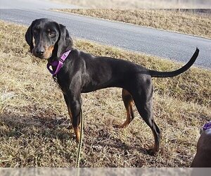 Black and Tan Coonhound Dogs for adoption in Monterey, VA, USA