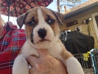 Boxer Dogs for adoption in Rancho Santa Margarita, CA, USA