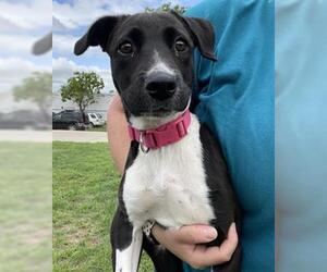 Labrador Retriever-Unknown Mix Dogs for adoption in Waco, TX, USA