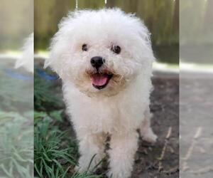 Havachon Dogs for adoption in Marrero, LA, USA