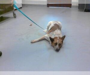 Mutt Dogs for adoption in Fayetteville, NC, USA