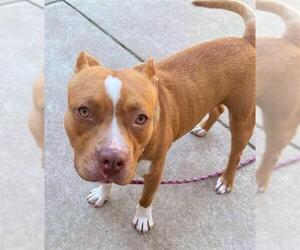 American Pit Bull Terrier Dogs for adoption in Sacramento, CA, USA