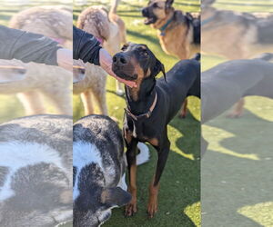 Doberman Pinscher Dogs for adoption in Buffalo, MN, USA