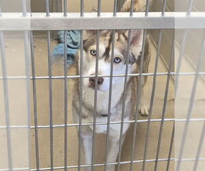 Siberian Husky Dogs for adoption in Decatur, IL, USA