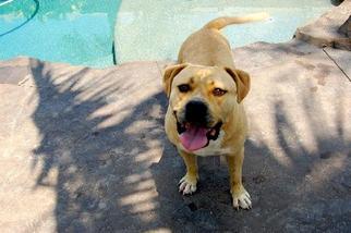 Mastiff-Unknown Mix Dogs for adoption in Chino, CA, USA