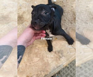 Staffordshire Bull Terrier-Unknown Mix Dogs for adoption in Holly Springs, NC, USA