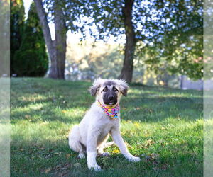 Anatolian Shepherd-Unknown Mix Dogs for adoption in Unionville, PA, USA