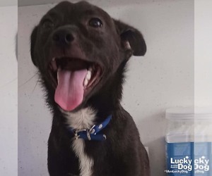 Chihuahua-Unknown Mix Dogs for adoption in Washington, DC, USA