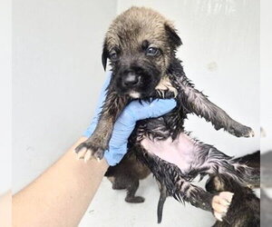 German Shepherd Dog-Unknown Mix Dogs for adoption in Houston, TX, USA