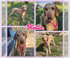 Poodle (Standard) Dogs for adoption in Blacksburg, SC, USA