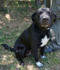 Lab-Pointer Dogs for adoption in Atlanta, GA, USA