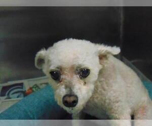 Poodle (Toy) Dogs for adoption in Charlotte, NC, USA