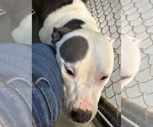 American Pit Bull Terrier Dogs for adoption in Glen Allen, VA, USA